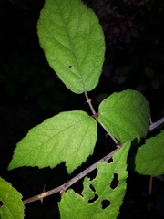 Rubus ulmifolius