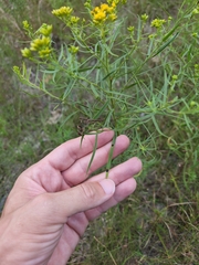 Asteromyia euthamiae