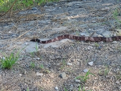 Masticophis flagellum