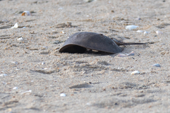 Limulus polyphemus