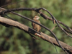 Chondestes grammacus