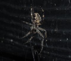 Larinioides sclopetarius