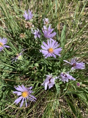 Symphyotrichum laeve