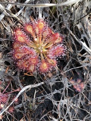 Drosera capillaris