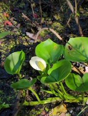 Calla palustris
