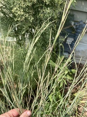 Schizachyrium scoparium