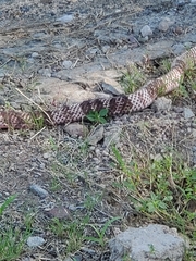 Masticophis flagellum
