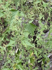 Atriplex sagittata