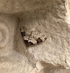 Xanthorhoe fluctuata