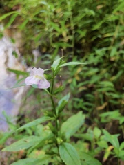 Mimulus alatus
