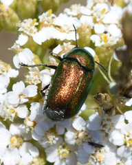 Cryptocephalus sericeus