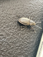 Naupactus