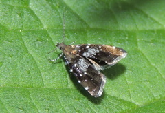 Prochoreutis myllerana