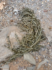 Ascophyllum nodosum