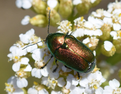 Cryptocephalus sericeus