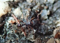 Tetramorium caespitum