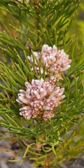 Serruria ascendens