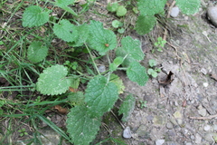 Lamium galeobdolon