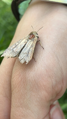 Mythimna unipuncta