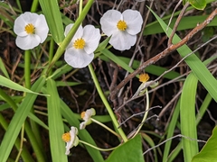 Sagittaria