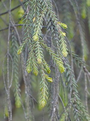 Passerina falcifolia