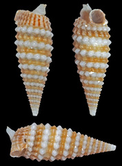 Triphora collaris