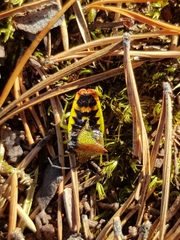 Acanthosoma haemorrhoidale