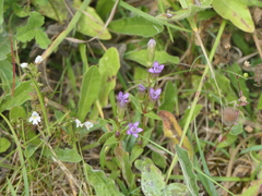 Gentianella amarella