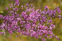 Physocalymma scaberrimum