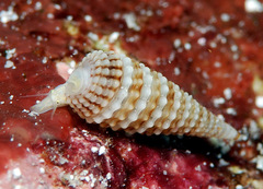 Triphora collaris