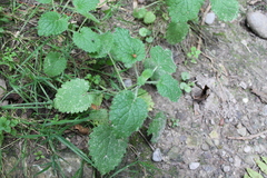 Lamium galeobdolon