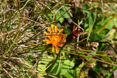 Crepis aurea