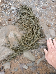 Ascophyllum nodosum