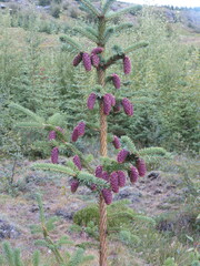 Picea sitchensis