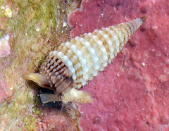Triphora collaris