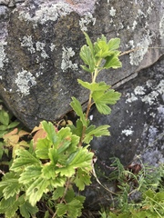 Ribes hirtellum