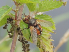 Tachina fera