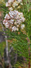 Serruria ascendens