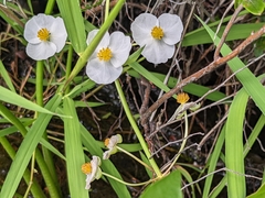 Sagittaria