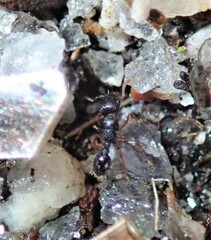Tetramorium caespitum