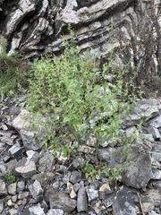 Atriplex sagittata