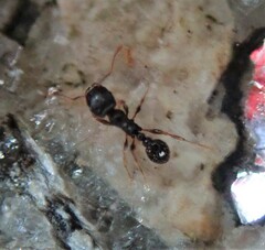 Tetramorium caespitum