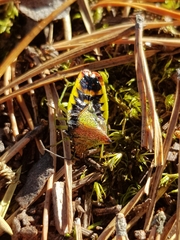 Acanthosoma haemorrhoidale