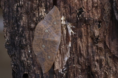 Agnidra discispilaria