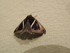 Chalciope mygdon