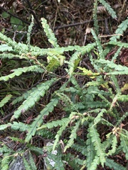Comptonia peregrina