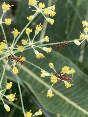 Formica pallidefulva