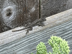 Sceloporus undulatus