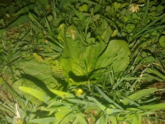 Plantago major