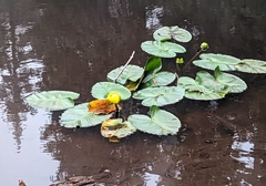 Nuphar polysepala